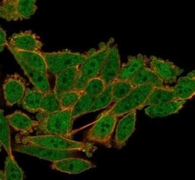 Immunocytochemistry/ Immunofluorescence: Serum Response Factor SRF Antibody (PCRP-SRF-1F7) [NBP3-13785]