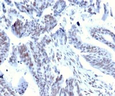 Immunohistochemistry-Paraffin: Serum Response Factor SRF Antibody (PCRP-SRF-1F7) [NBP3-13785]