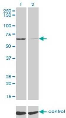 Western Blot: Seryl tRNA synthetase Antibody (1H4) [H00006301-M01]