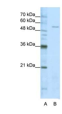 Western Blot: Seryl tRNA synthetase Antibody [NBP1-57539]