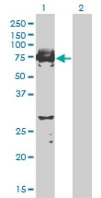 Western Blot: SgK071 Antibody (2B5) [H00169436-M03]