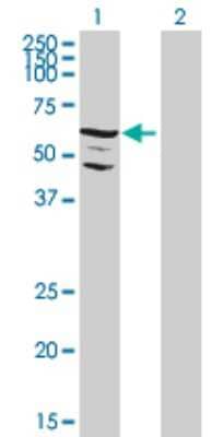 Western Blot: SgK071 Antibody [H00169436-B01P]