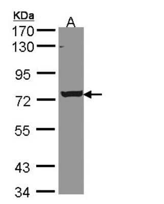 Western Blot: SgK071 Antibody [NBP1-32687]