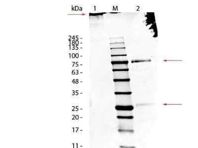 SDS-PAGE: Sheep IgM Isotype Control [NBP1-96774]