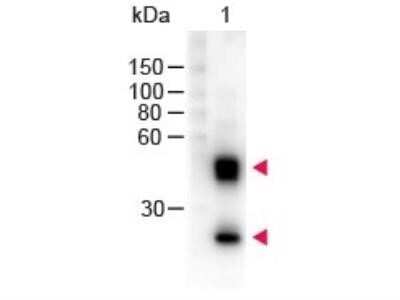 Western Blot: Sheep anti-Mouse IgG (H+L) Secondary Antibody [NB120-6710]