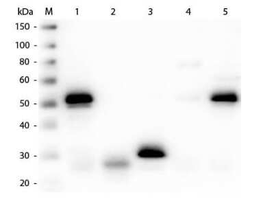 Western Blot: Sheep anti-Rabbit IgG (H+L) Secondary Antibody (Pre-adsorbed) [NBP1-72740]