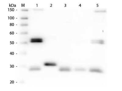 Western Blot: Sheep anti-Rat IgG (H+L) Secondary Antibody [NB120-6847]