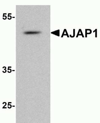 Western Blot: Shrew-1/AJAP1 AntibodyBSA Free [NBP2-81800]