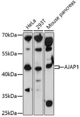 Western Blot: Shrew-1/AJAP1 AntibodyAzide and BSA Free [NBP2-93906]