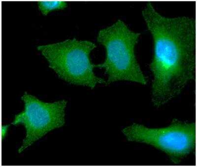 Immunocytochemistry/ Immunofluorescence: Ribosome maturation protein SBDS Antibody (1E8) - BSA Free [NBP2-22594]