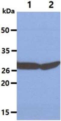 Western Blot: Ribosome maturation protein SBDS Antibody (1E8)BSA Free [NBP2-22594]