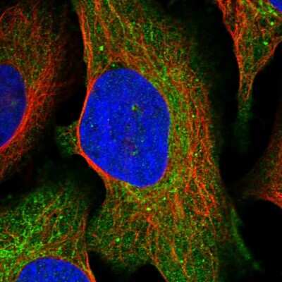 Immunocytochemistry/ Immunofluorescence: Serine Dehydratase Antibody [NBP1-87070]