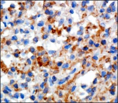 Immunohistochemistry-Paraffin: Siglec-1/CD169 Antibody (HSn 7D2) - BSA Free [NB600-534]