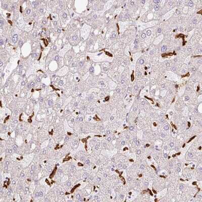 Immunohistochemistry-Paraffin: Siglec-1/CD169 Antibody [NBP2-30903]