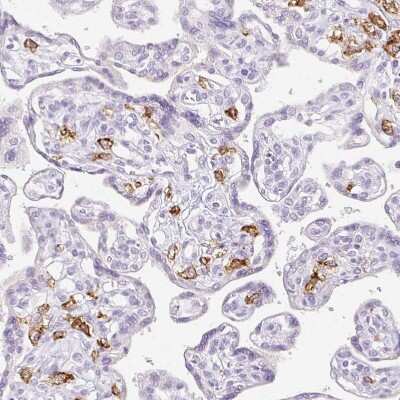 Immunohistochemistry-Paraffin: Siglec-1/CD169 Antibody [NBP2-30903]