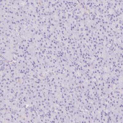 Immunohistochemistry-Paraffin: Siglec-1/CD169 Antibody [NBP2-30903]