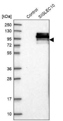 Western Blot: Siglec-10 Antibody [NBP1-82759]