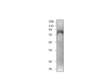 Western Blot: Siglec-10 Antibody [NBP3-12420]