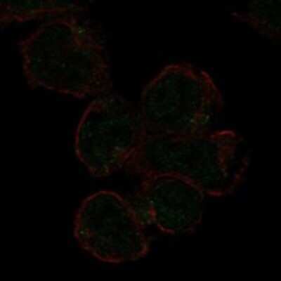 Immunocytochemistry/ Immunofluorescence: Siglec-11 Antibody [NBP3-17311]