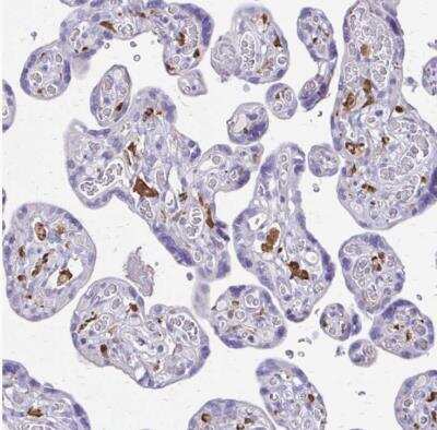 Immunohistochemistry-Paraffin: Siglec-11 Antibody [NBP2-32523]