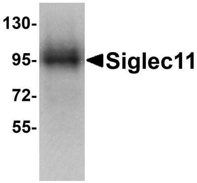 Western Blot: Siglec-11 AntibodyBSA Free [NBP1-77025]