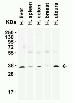 Western Blot: Siglec-15 AntibodyBSA Free [NBP3-06988]