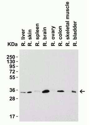 Western Blot: Siglec-15 AntibodyBSA Free [NBP3-06988]