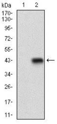 Western Blot: Siglec-2/CD22 Antibody (1A3A11)BSA Free [NBP2-37328]