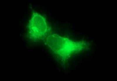 Immunocytochemistry/ Immunofluorescence: Siglec-2/CD22 Antibody (OTI1F12) [NBP2-46125]