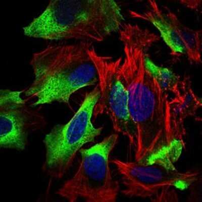 Immunocytochemistry/ Immunofluorescence: Siglec-2/CD22 Antibody (2H1C4) - BSA Free [NBP2-37327]