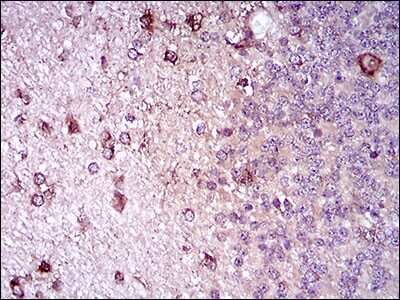 Immunohistochemistry-Paraffin: Siglec-2/CD22 Antibody (2H1C4) - BSA Free [NBP2-37327]