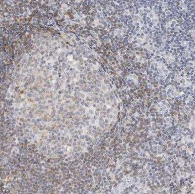 Siglec Cd Antibody Nbp By Novus Part Of Bio Techne