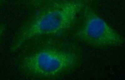 Immunocytochemistry/ Immunofluorescence: Siglec-2/CD22 Antibody (OTI1F12) - Azide and BSA Free [NBP2-74186]