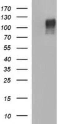 Western Blot: Siglec-2/CD22 Antibody (OTI1F12)Azide and BSA Free [NBP2-74186]