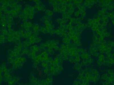 Immunocytochemistry/ Immunofluorescence: Siglec-2/CD22 Antibody (OTI1F12) [NBP2-46125]