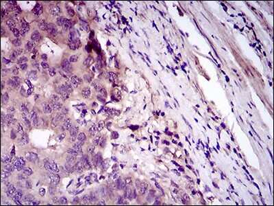 Immunohistochemistry: Siglec-3/CD33 Antibody (2C6B7) - BSA Free [NBP2-37388]