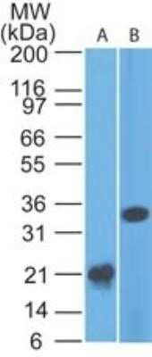 Western Blot: Siglec-3/CD33 Antibody (44M12D3)Azide and BSA Free [NBP2-80948]