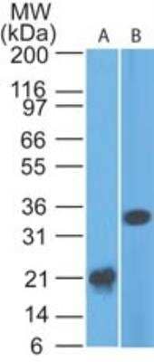 Western Blot: Siglec-3/CD33 Antibody (44M12D3)BSA Free [NBP2-22377]