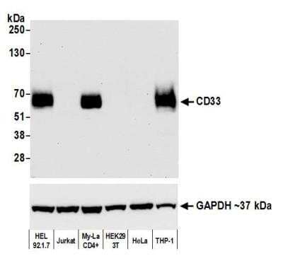 Western Blot: Siglec-3/CD33 Antibody (BLR061G) [NBP2-77356]