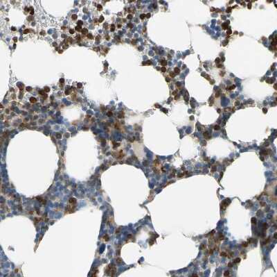 Immunohistochemistry-Paraffin: Siglec-5/CD170 Antibody [NBP1-91149]