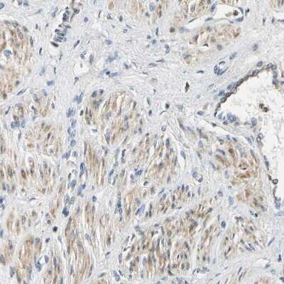 Immunohistochemistry-Paraffin: Siglec-5/CD170 Antibody [NBP1-91149]
