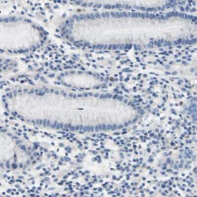 Immunohistochemistry-Paraffin: Siglec-5/CD170 Antibody [NBP1-91149]