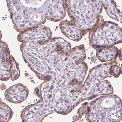 Immunohistochemistry-Paraffin: Siglec-6/CD327 Antibody [NBP1-85756]