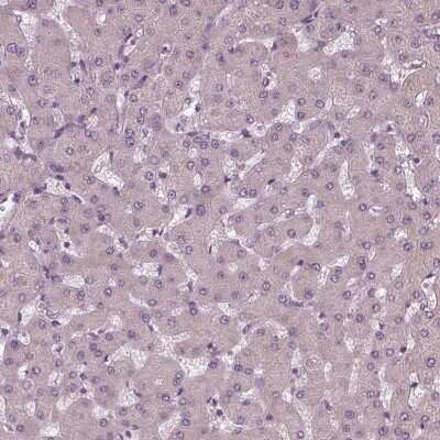 Immunohistochemistry-Paraffin: Siglec-6/CD327 Antibody [NBP1-85757]