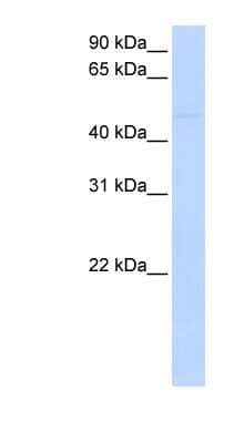 Western Blot: Siglec-7/CD328 Antibody [NBP1-59237]