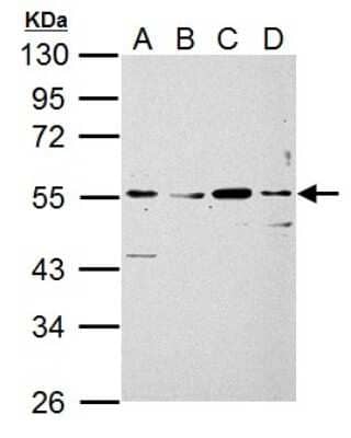 Western Blot: Siglec-7/CD328 Antibody [NBP2-20360]