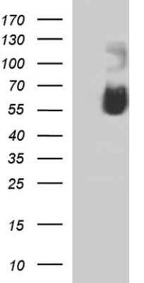 Western Blot: Siglec-7/CD328 Antibody (OTI1A1) [NBP2-45827]