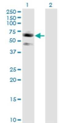 Western Blot: Siglec-7/CD328 Antibody (3H1) [H00027036-M01]