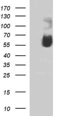 Western Blot: Siglec-7/CD328 Antibody (OTI1A1)Azide and BSA Free [NBP2-74187]