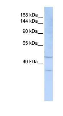 Western Blot: Siglec-7/CD328 Antibody [NBP1-59244]